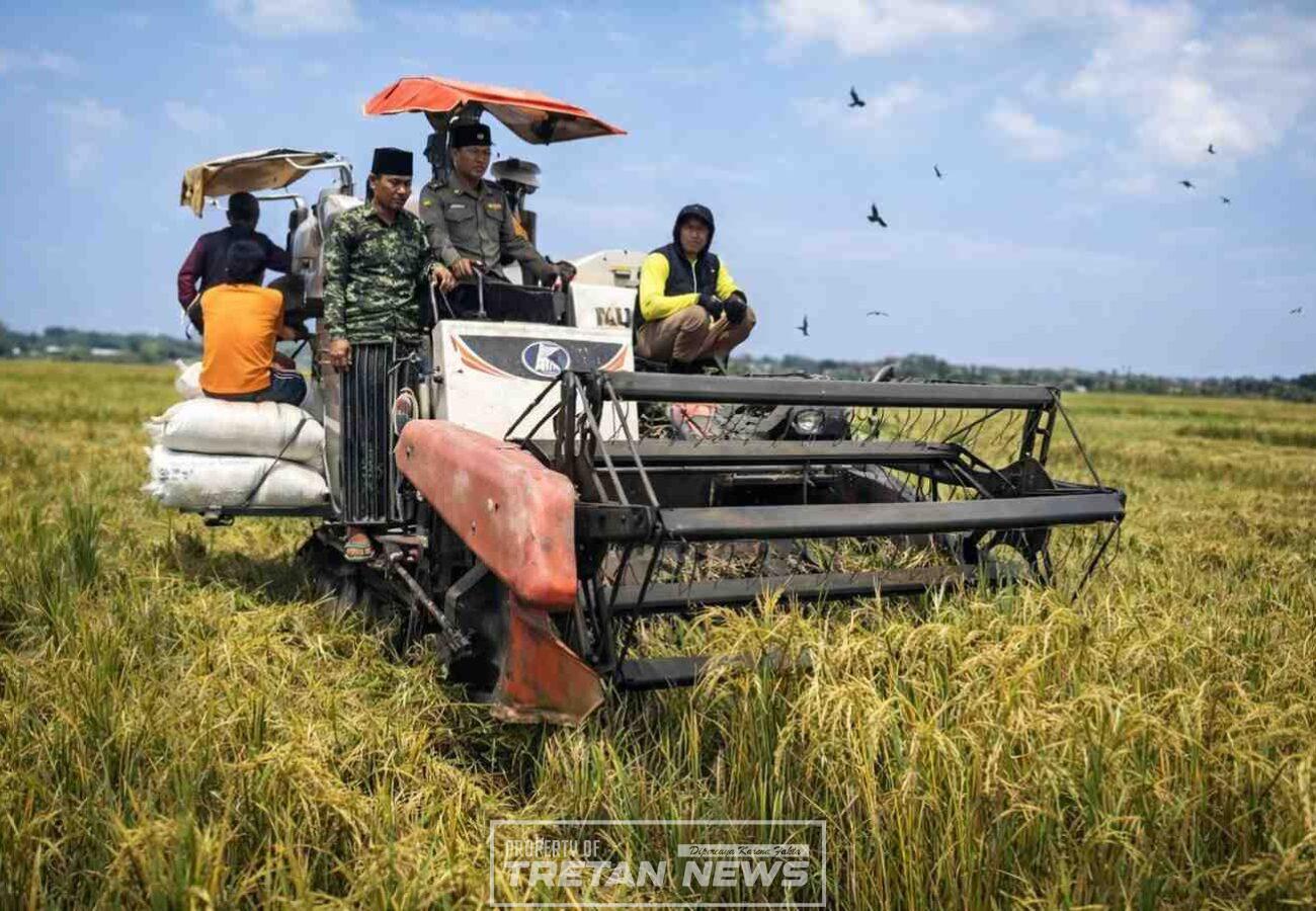 Panen raya padi di Desa Durbuk, Pademawu, Pamekasan yang melibatkan pemerintah desa dan Bhabinkamtibmas dalam mendukung kemandirian pangan nasional