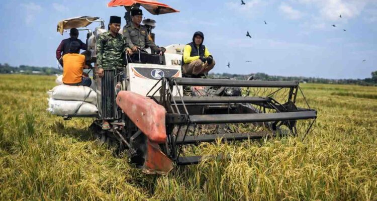 Panen raya padi di Desa Durbuk, Pademawu, Pamekasan yang melibatkan pemerintah desa dan Bhabinkamtibmas dalam mendukung kemandirian pangan nasional