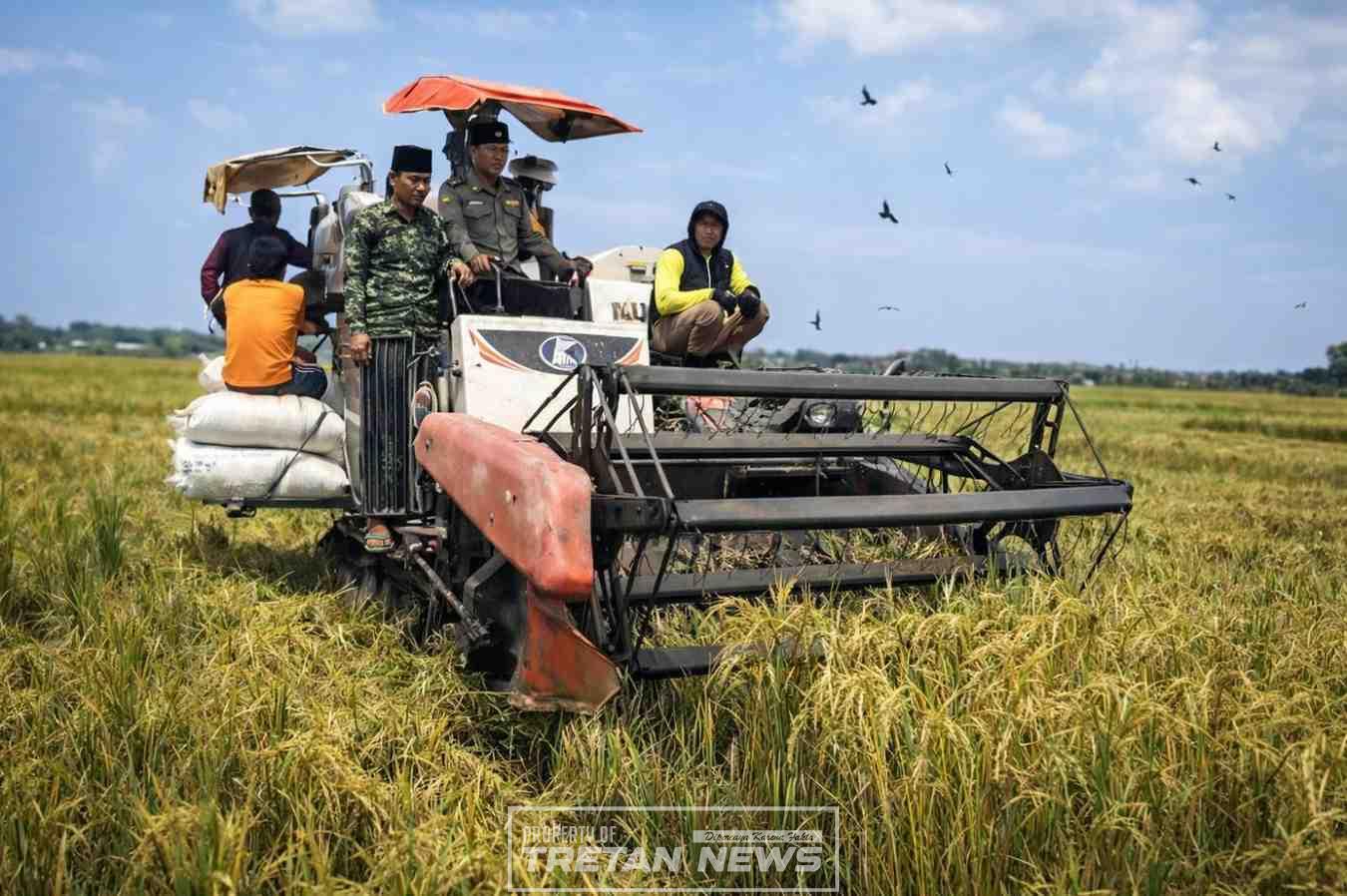 Panen raya padi di Desa Durbuk, Pademawu, Pamekasan yang melibatkan pemerintah desa dan Bhabinkamtibmas dalam mendukung kemandirian pangan nasional