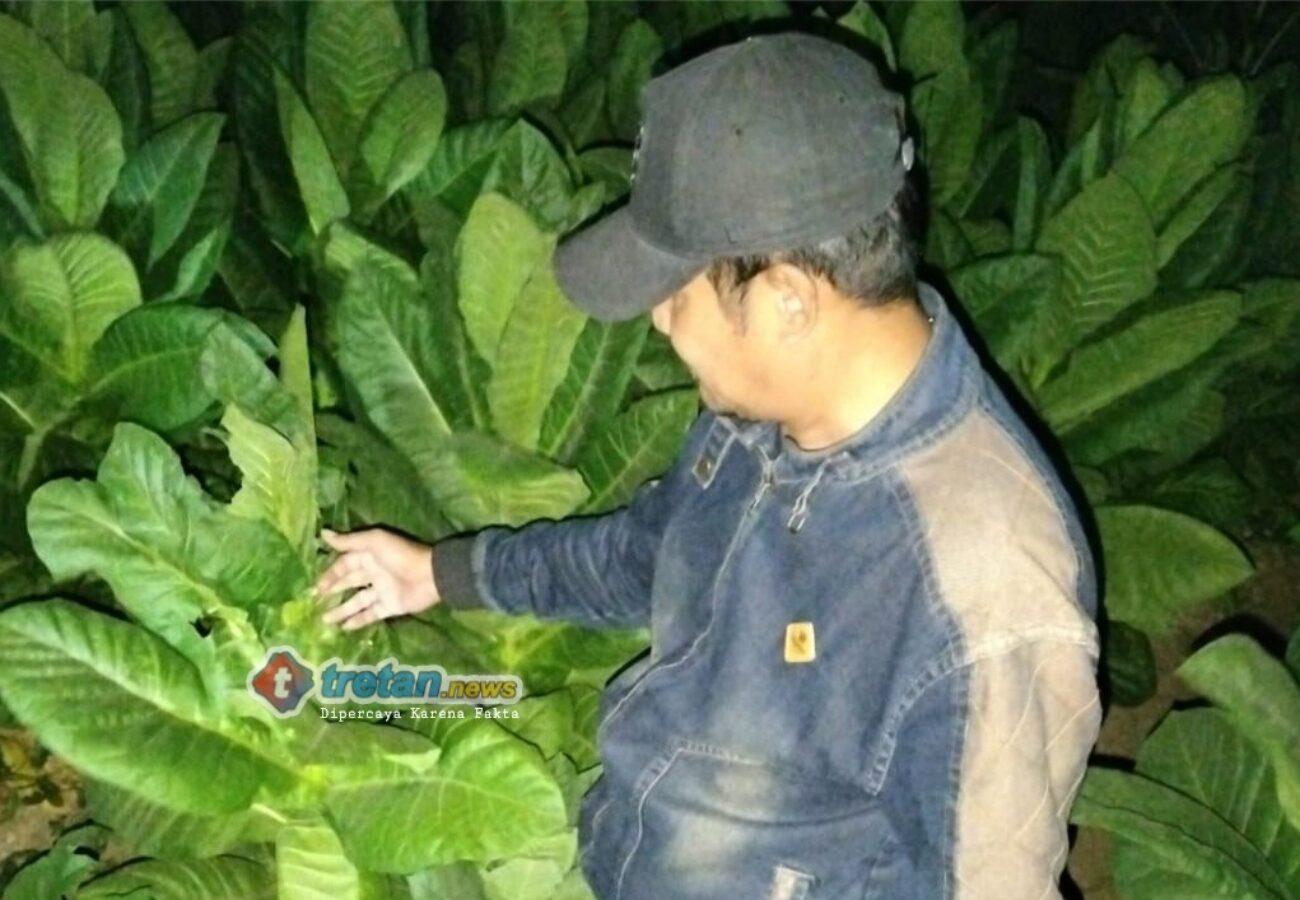 Polisi mengecek lokasi dugaan perusakan tanaman tembakau di Pademawu, Pamekasan