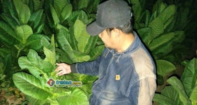 Polisi mengecek lokasi dugaan perusakan tanaman tembakau di Pademawu, Pamekasan