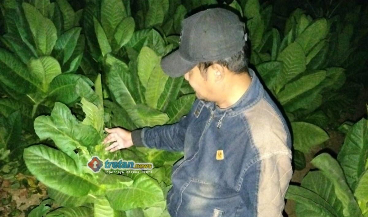 Polisi mengecek lokasi dugaan perusakan tanaman tembakau di Pademawu, Pamekasan