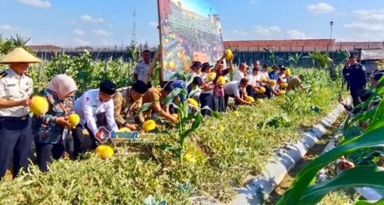 CV Ayunda Sejahtera bersama Lapas Pamekasan saat panen semangka golden