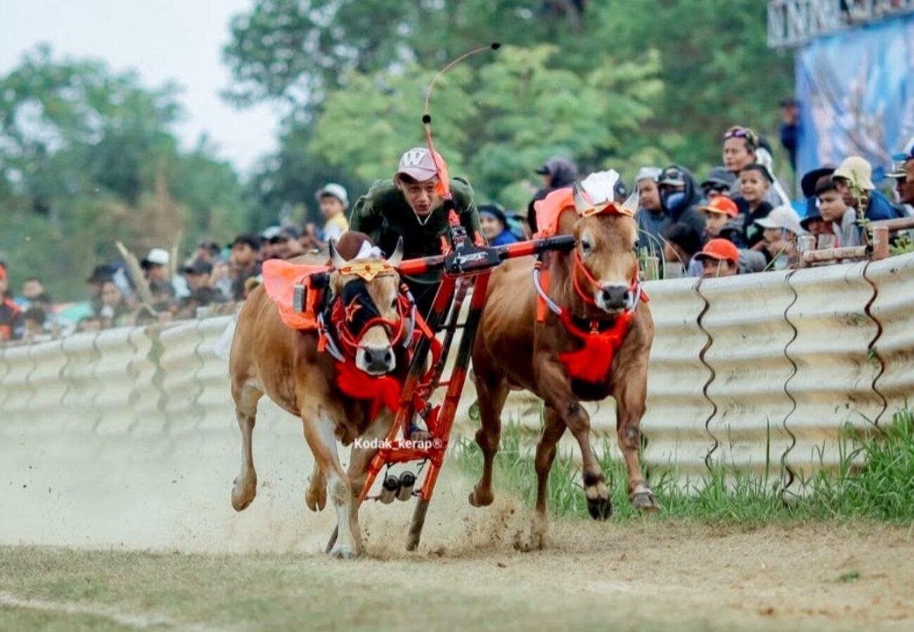 Dua pasang sapi Haji Udik yang lolos ke Piala Presiden Kerapan Sapi 2026