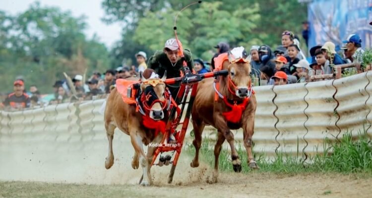 Dua pasang sapi Haji Udik yang lolos ke Piala Presiden Kerapan Sapi 2026